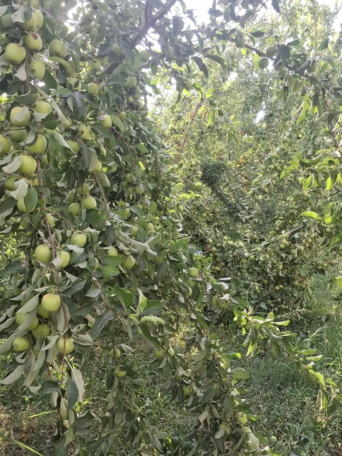 سیب درختی|خوردنی و آشامیدنی|کوزران, |دیوار