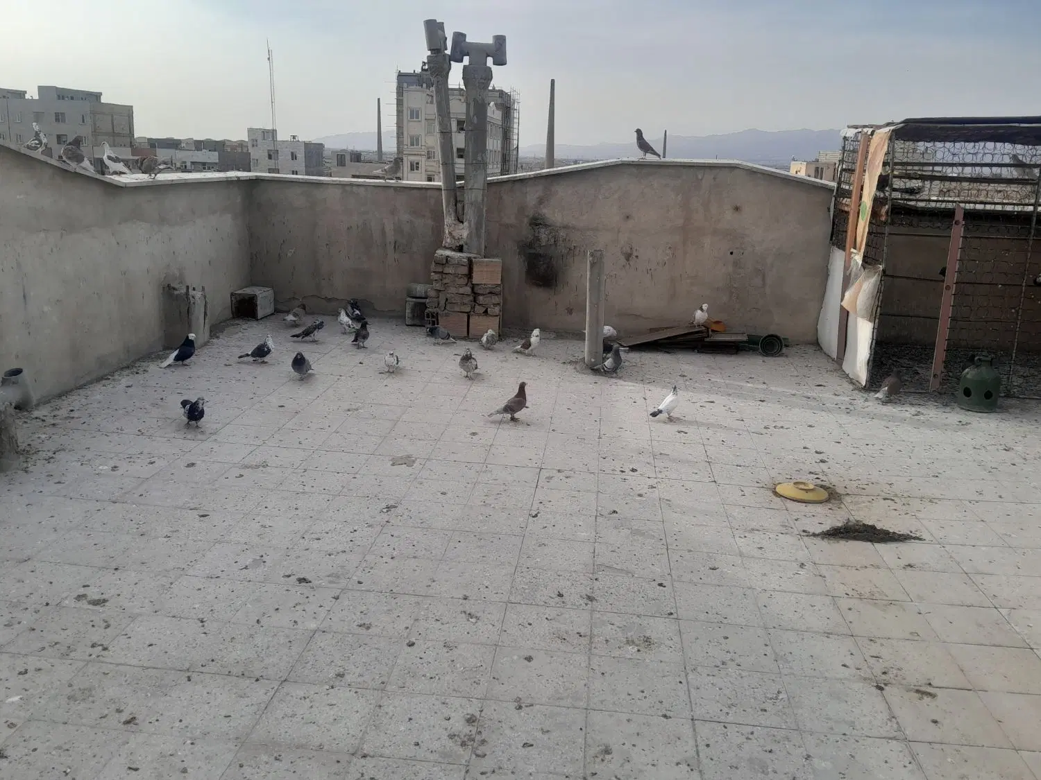 کفتر|پرنده|قرچک, شهرک گلها|دیوار