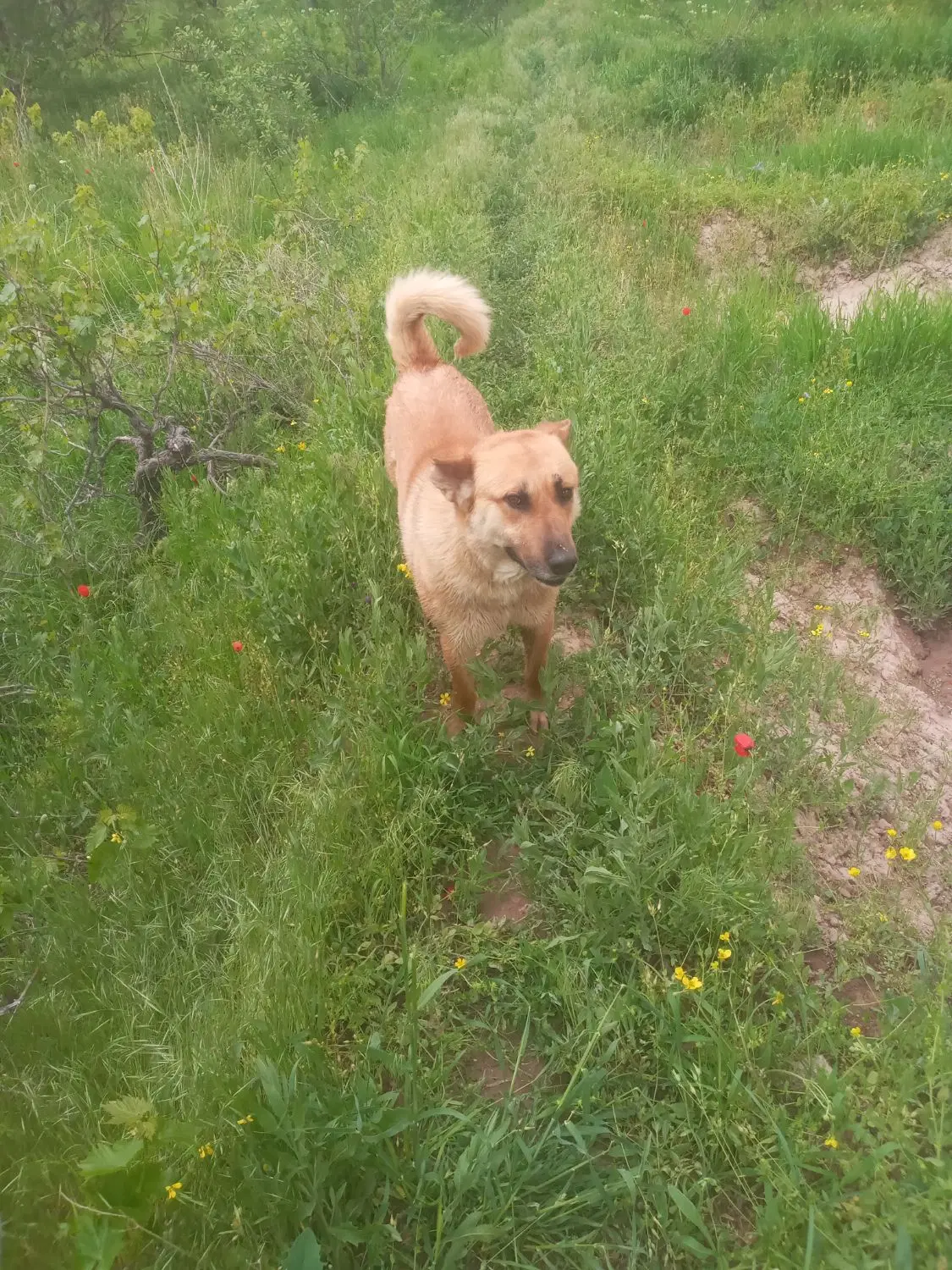 سگ نگهبان|سگ|مراغه, |دیوار