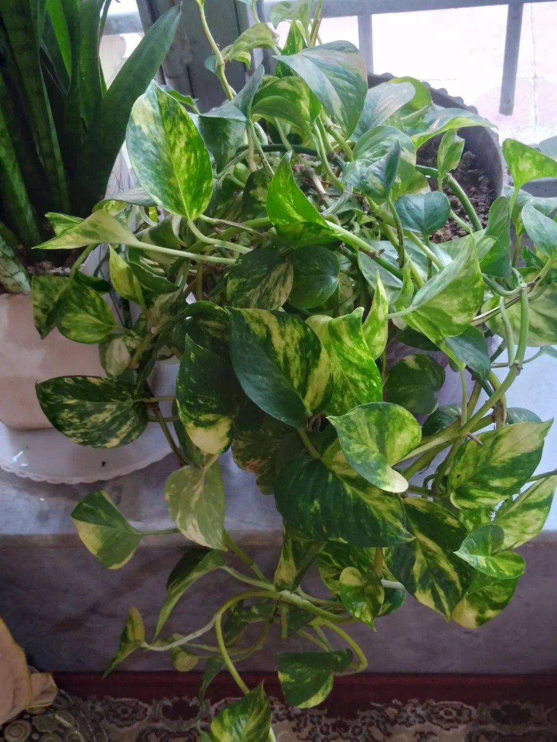 گل طبیعی|گل و گیاه طبیعی|کوه چنار, |دیوار