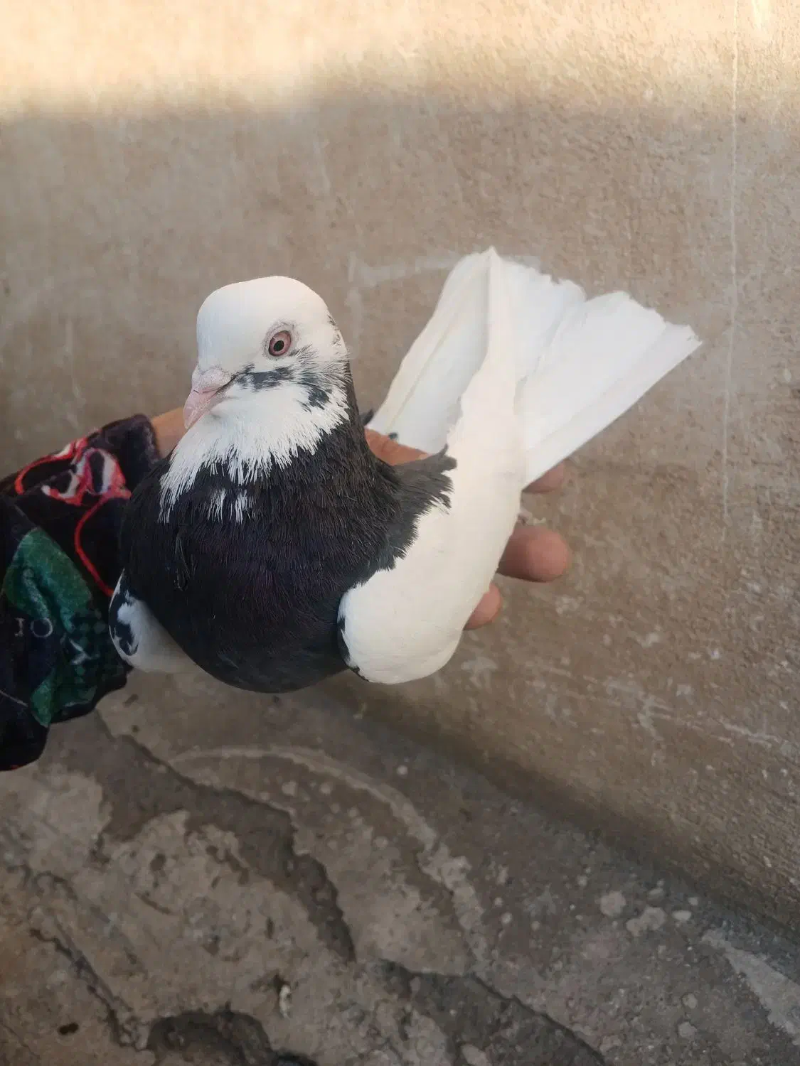 کفتر پرشی|پرنده|تهران, آهنگ|دیوار