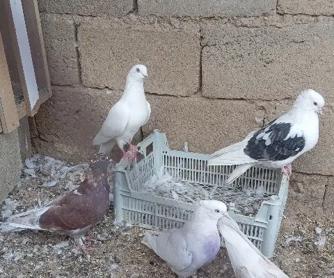 کبوتر|پرنده|سقز, |دیوار