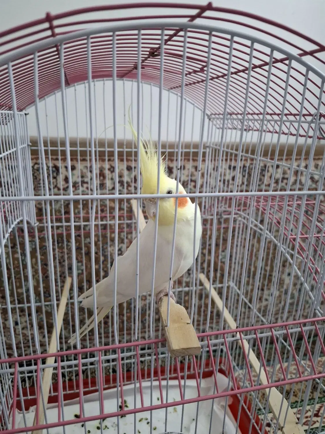 طوطی|پرنده|بوکان, |دیوار
