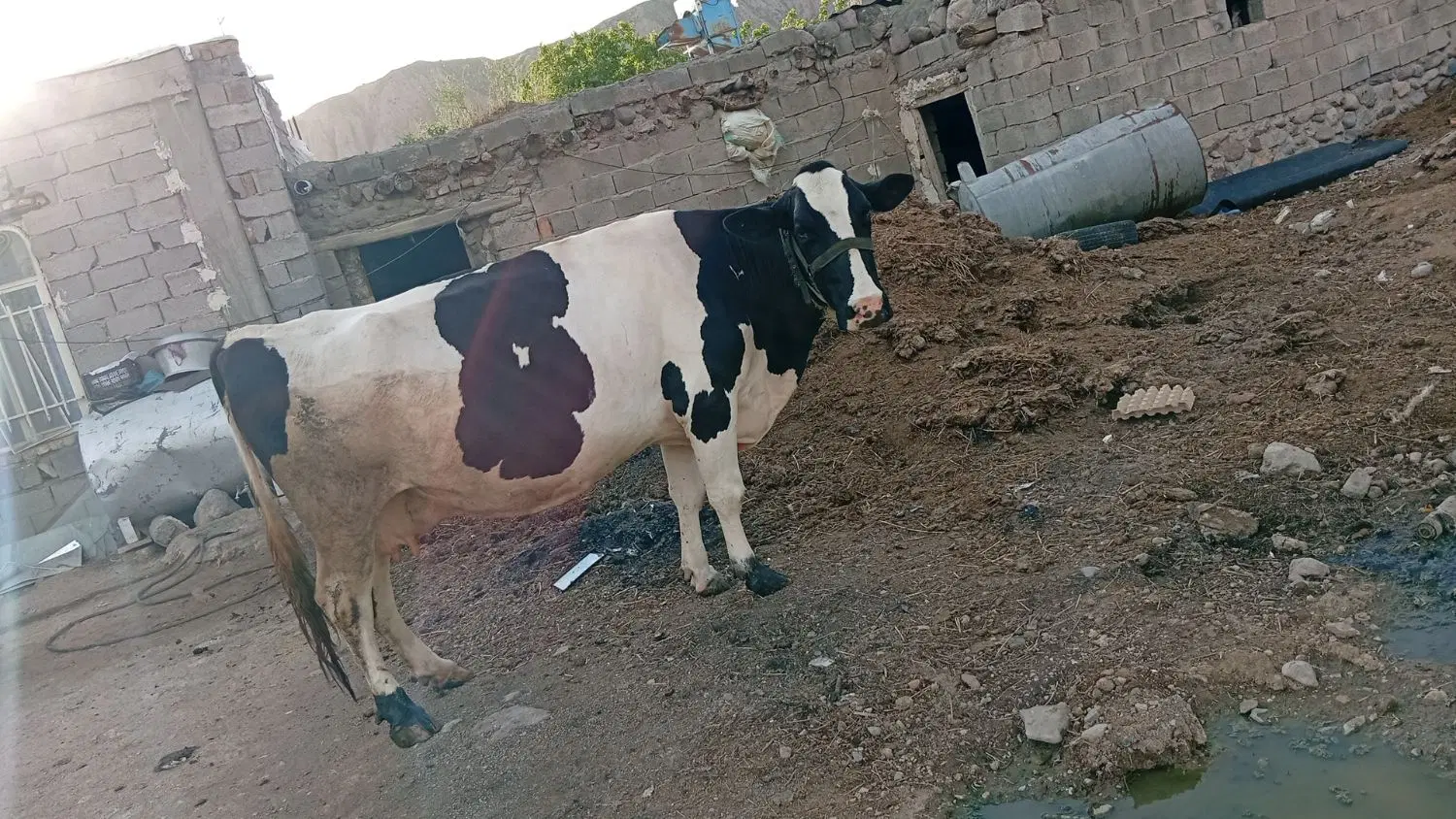 گاو|حیوانات مزرعه|کندوان, |دیوار