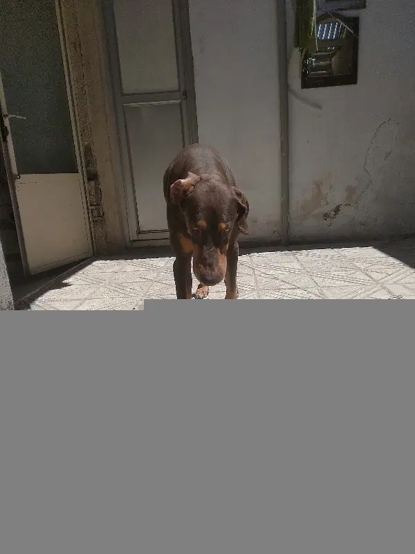 Doberman Pinscher|سگ|شهر ری, شهید بهشتی|دیوار
