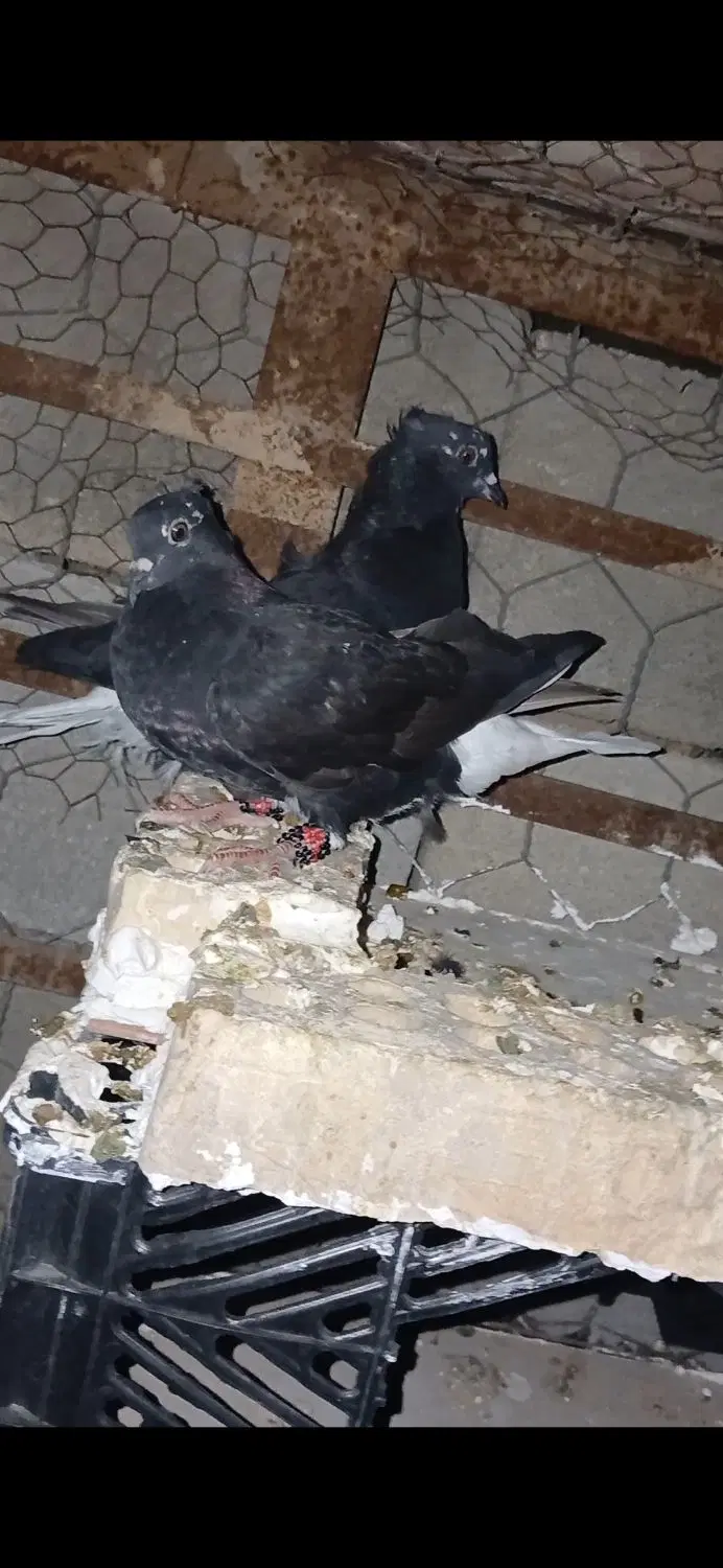 کبوتر|پرنده|گتوند, |دیوار