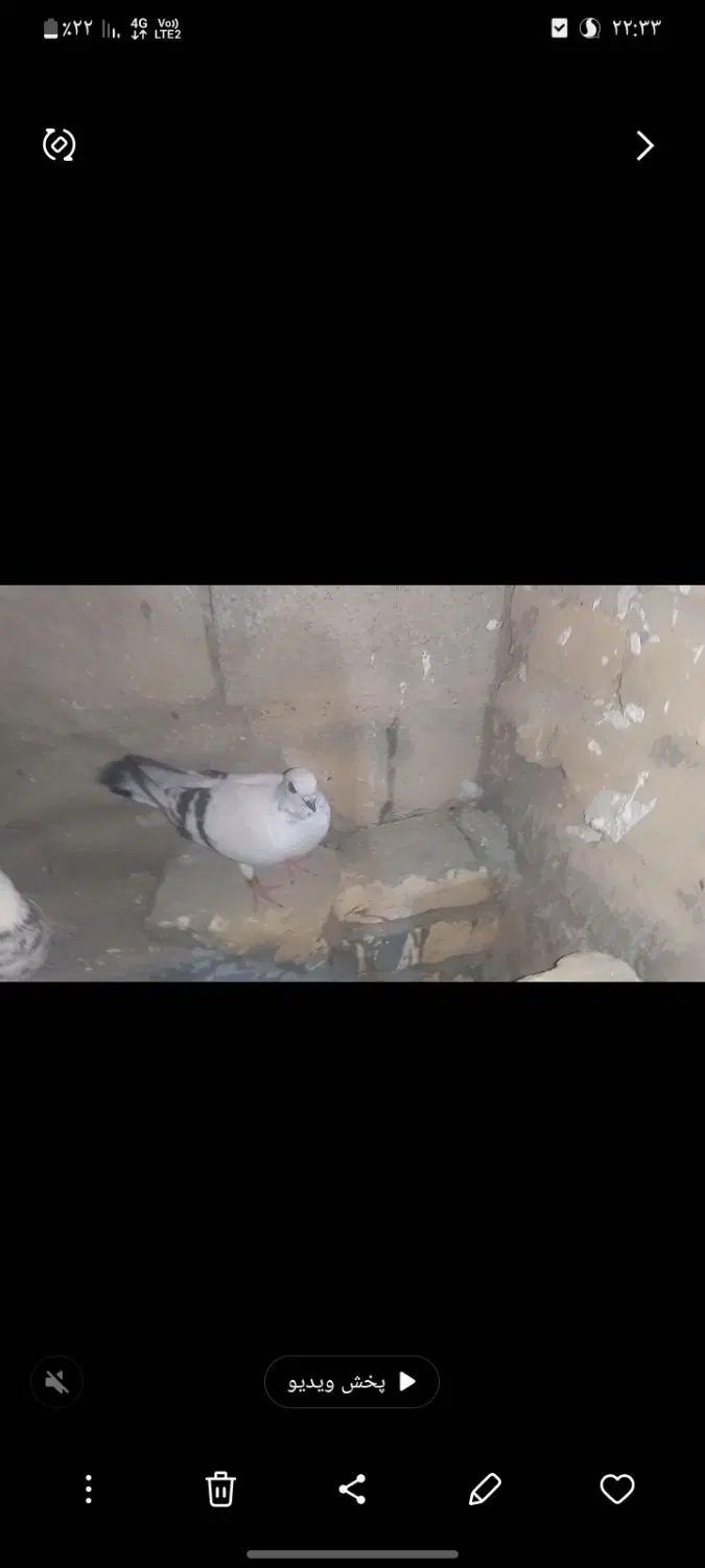 کبوتر|پرنده|مرودشت, مجد آباد|دیوار