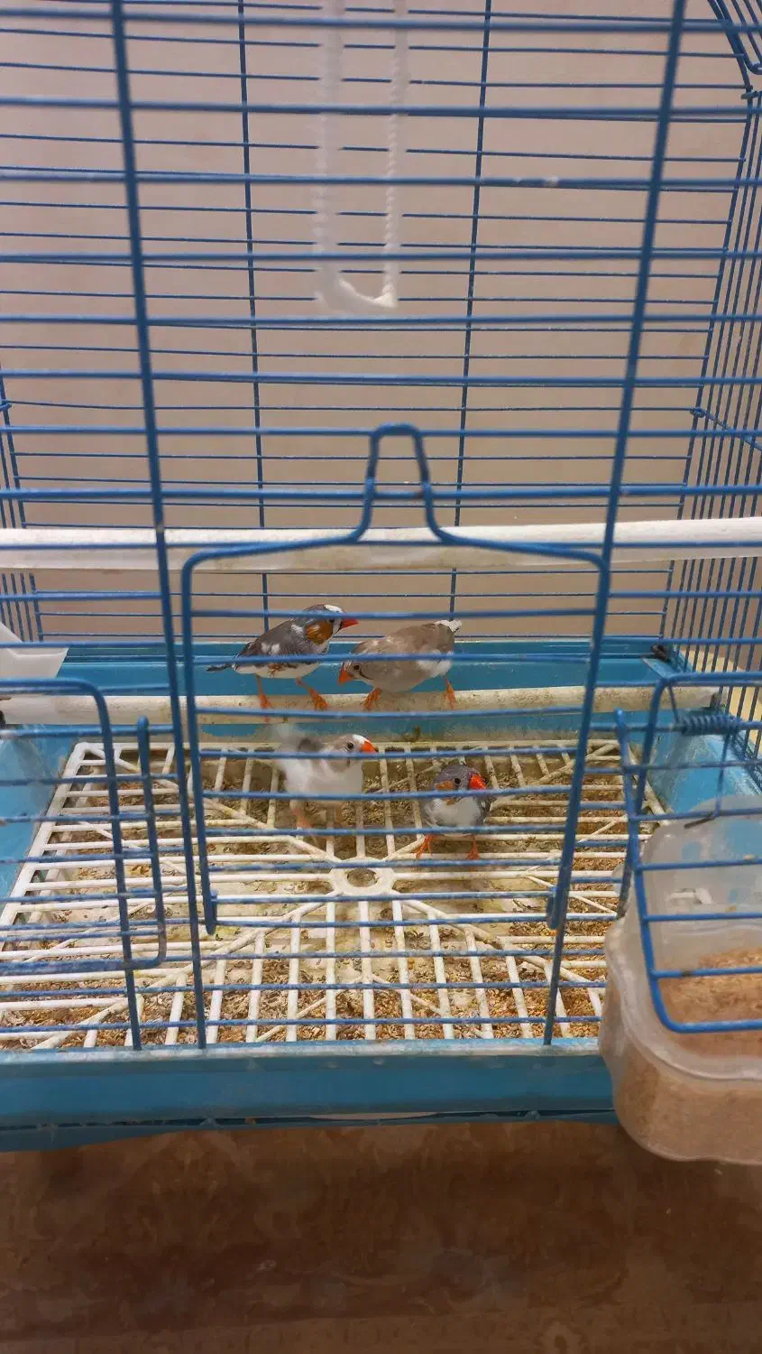 دو جفت فنچ|پرنده|قم, پردیسان|دیوار