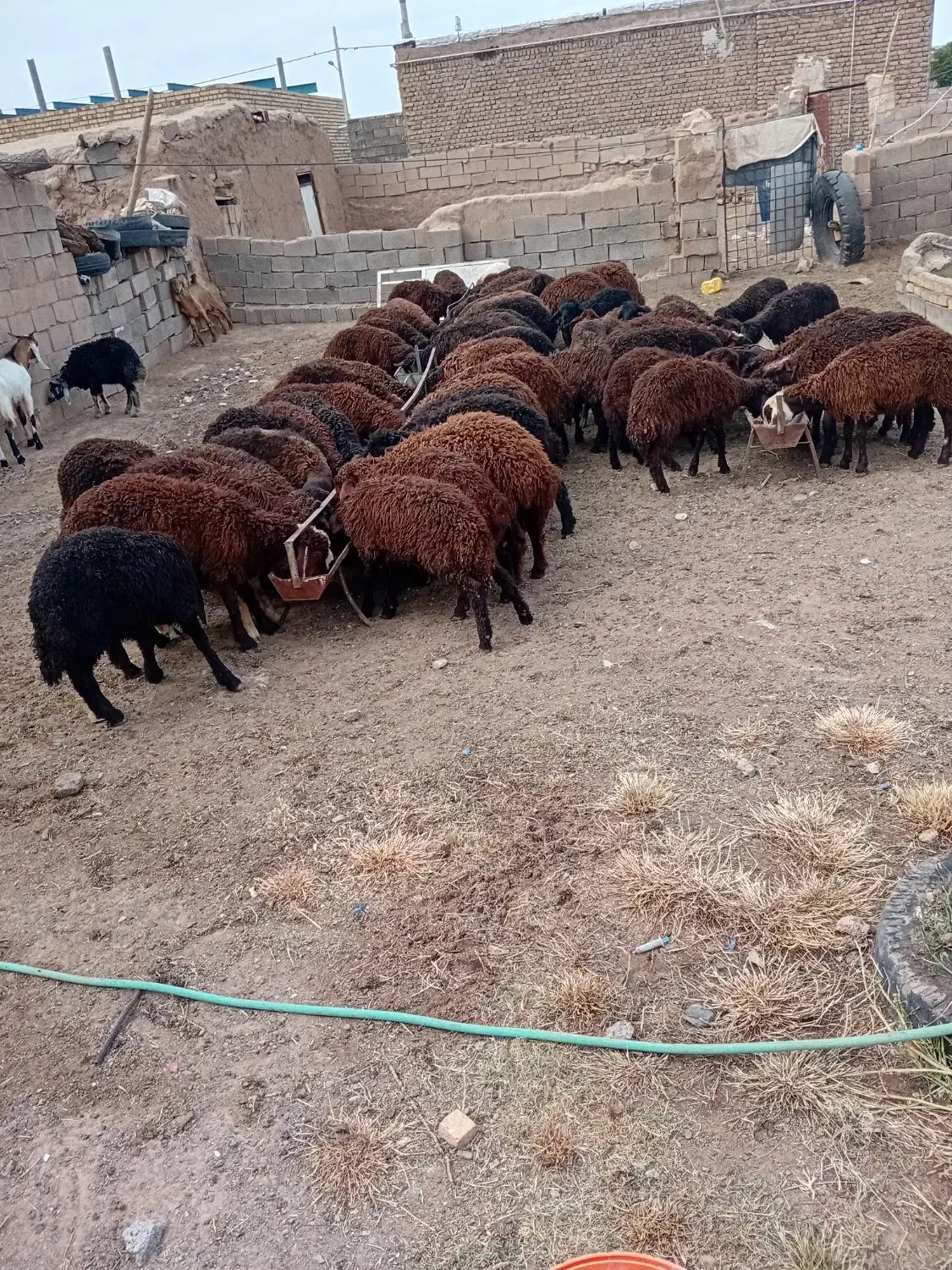 بره|حیوانات مزرعه|قاسمآباد (خواف), |دیوار