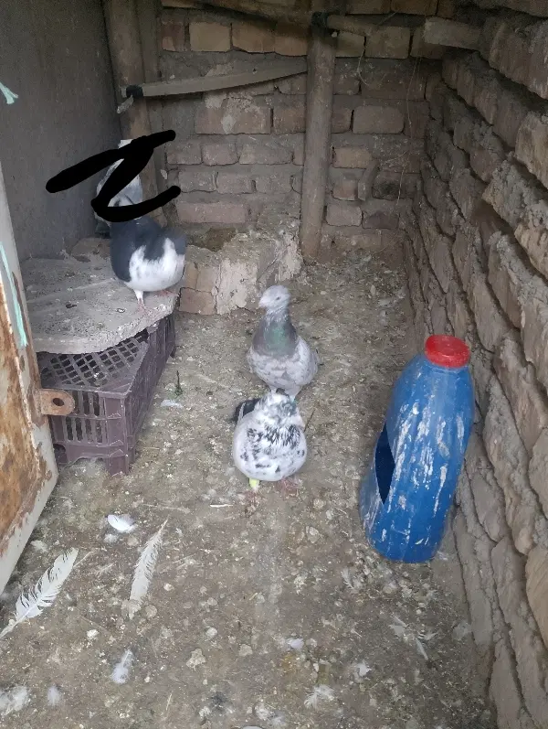 کفتر|پرنده|نیشابور, مازول|دیوار