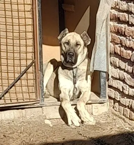 سگ ماده|سگ|اردبیل, |دیوار