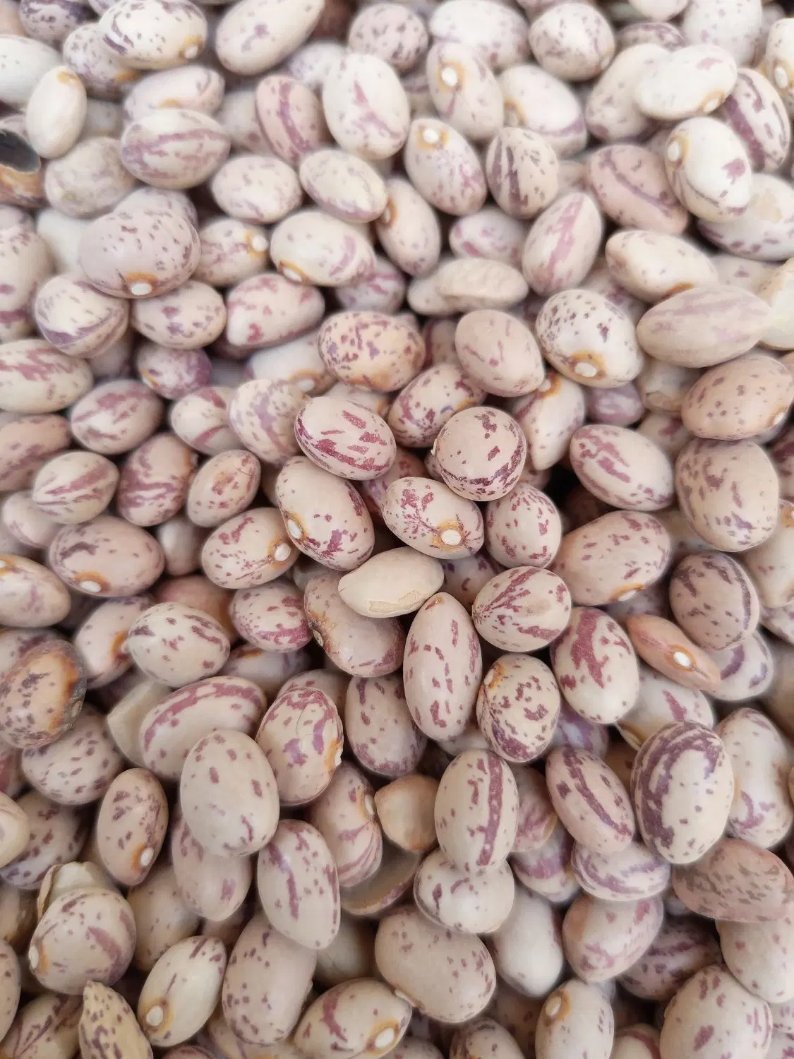 لوبیا|عمده‌فروشی|برازجان, |دیوار