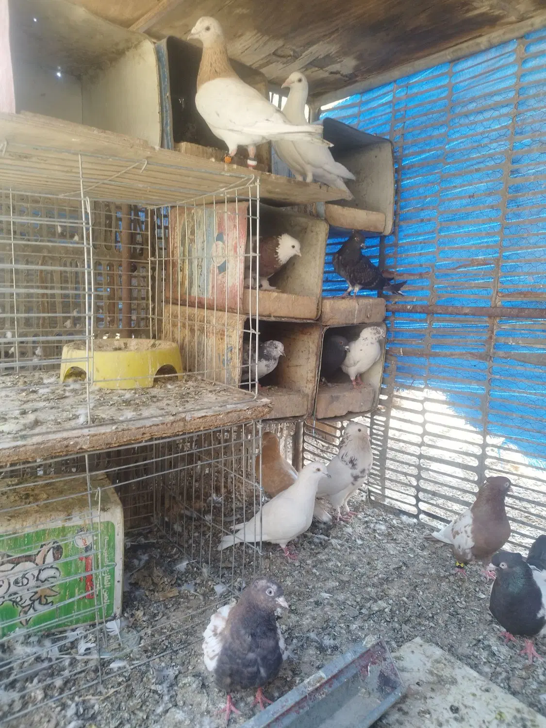کبوتر|پرنده|اردکان, |دیوار