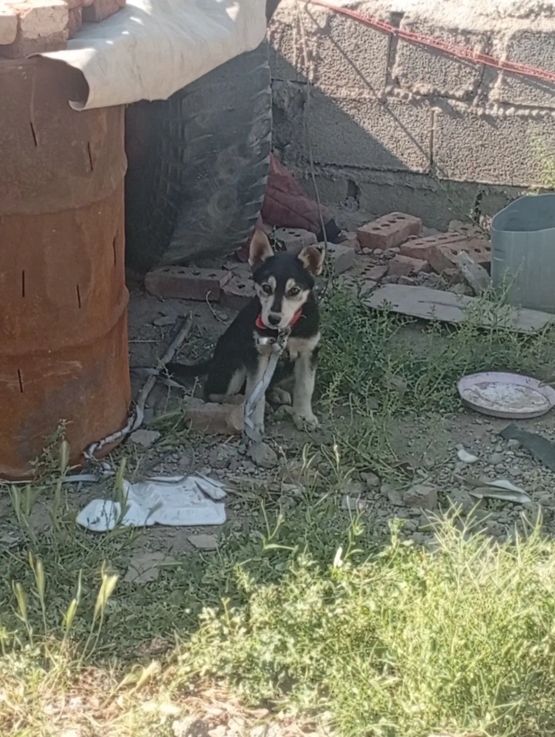 هاسکی|سگ|مرند, |دیوار