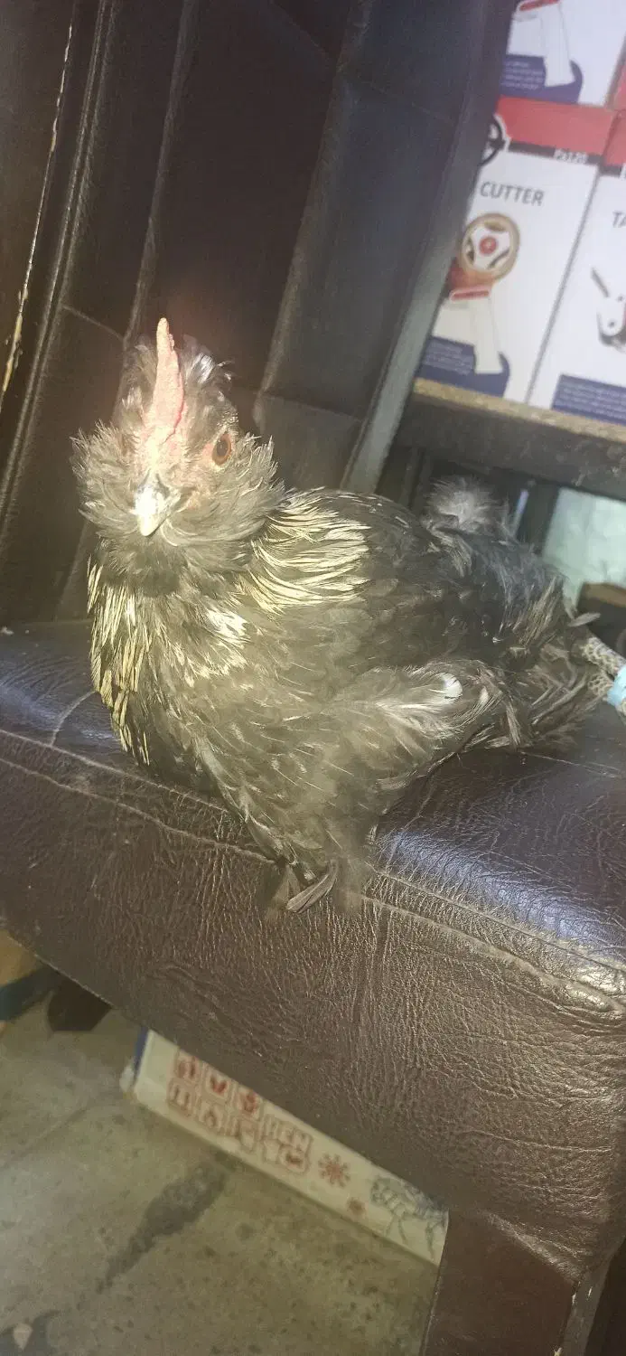 خروس گلین|حیوانات مزرعه|مشکیندشت, |دیوار