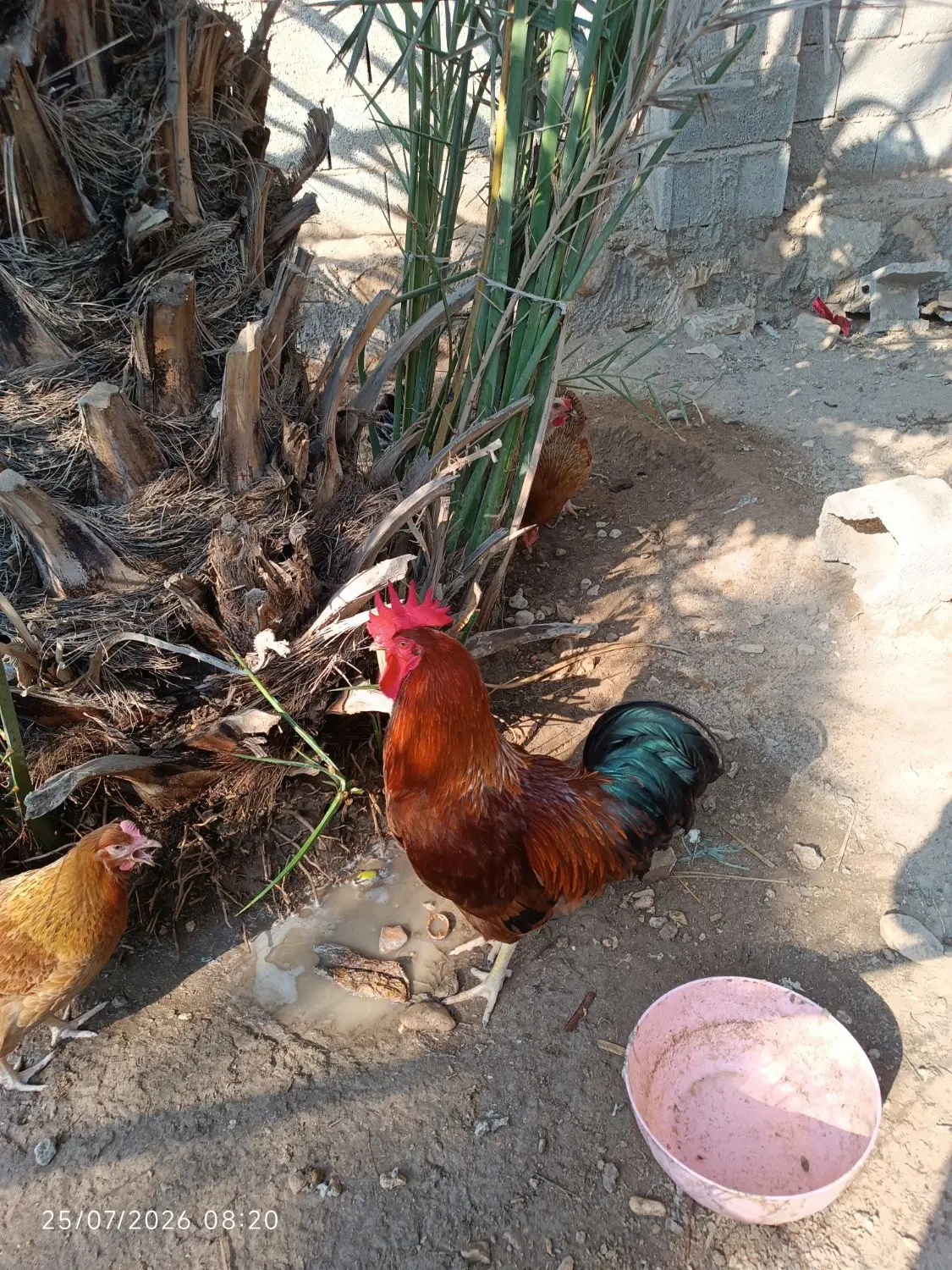 خروس|حیوانات مزرعه|خورموج, |دیوار