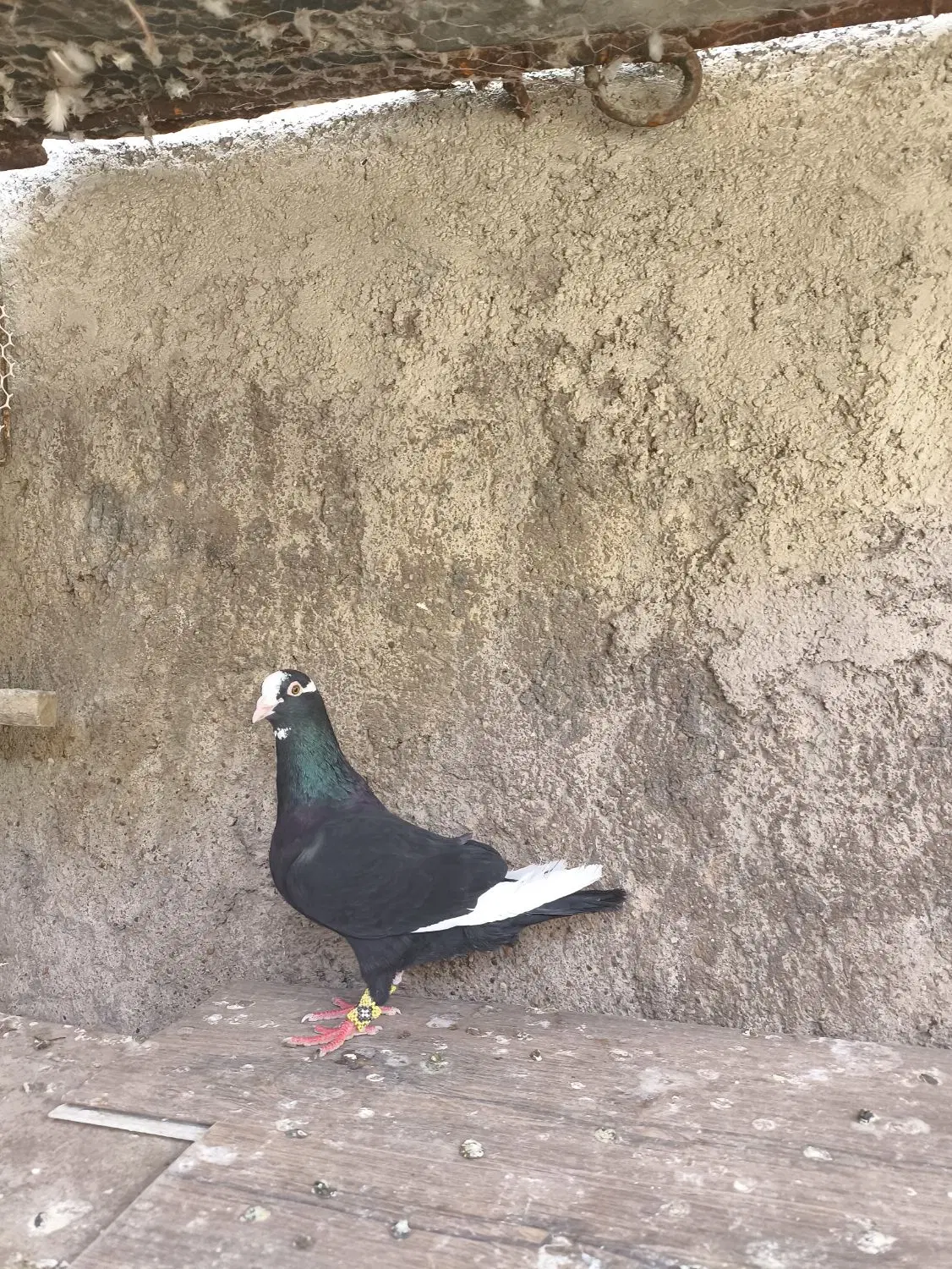کفتر|پرنده|شیراز, تل حسین‌آباد|دیوار