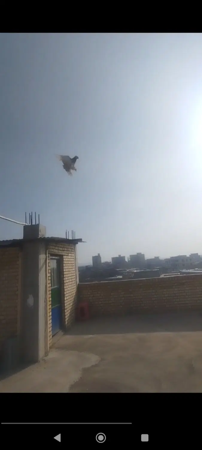 کبوتر|پرنده|میاندوآب, |دیوار