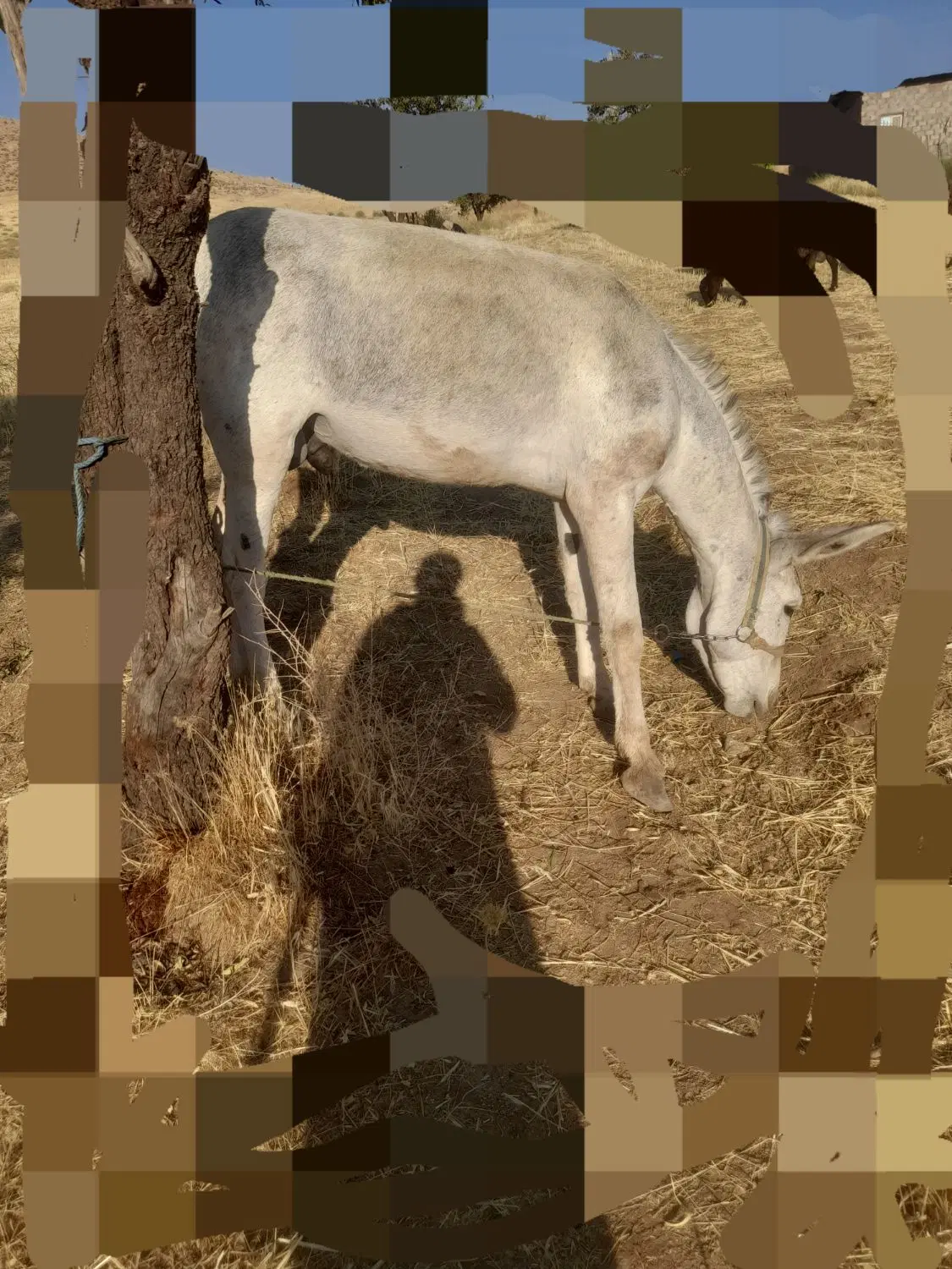 ۲سالش|حیوانات مزرعه|شیروان (لرستان), |دیوار