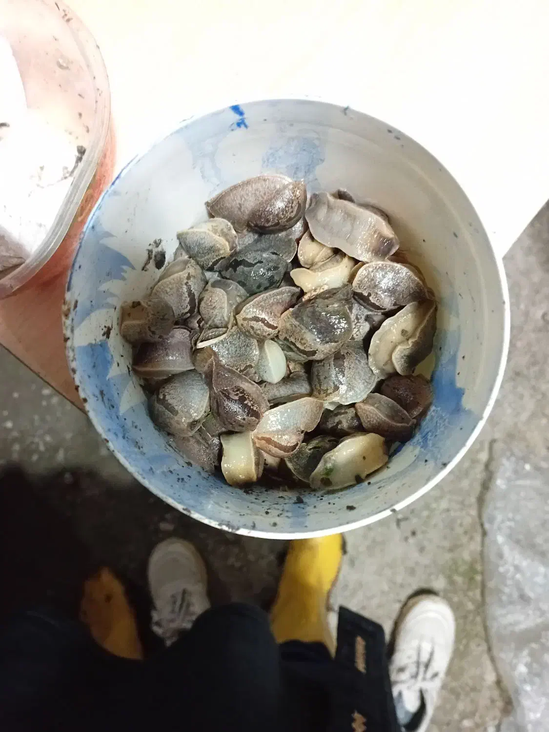 حلزون باغی|خزنده|پرهسر, |دیوار