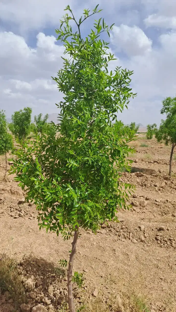 تصویر 3