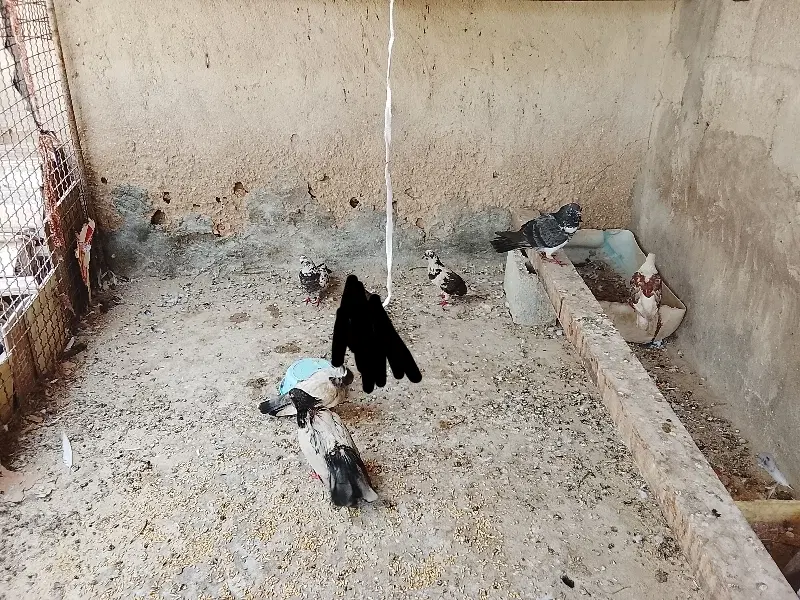 کبوتر و مرغ عشق|پرنده|قشم, |دیوار