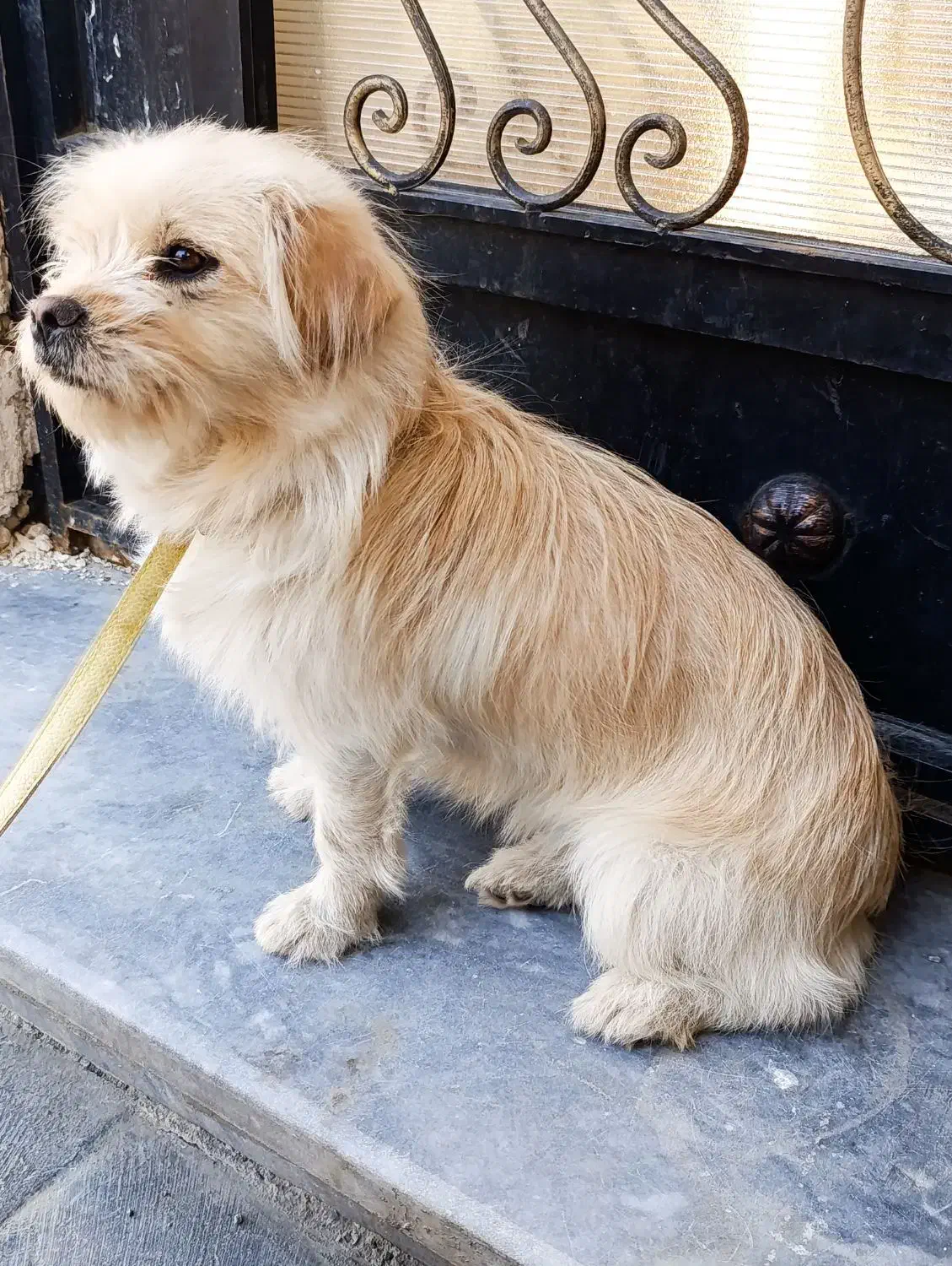 سگ Glen|سگ|چالدران, |دیوار