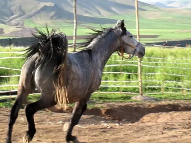 اسب|اسب و تجهیزات اسب‌سواری|همدان, |دیوار