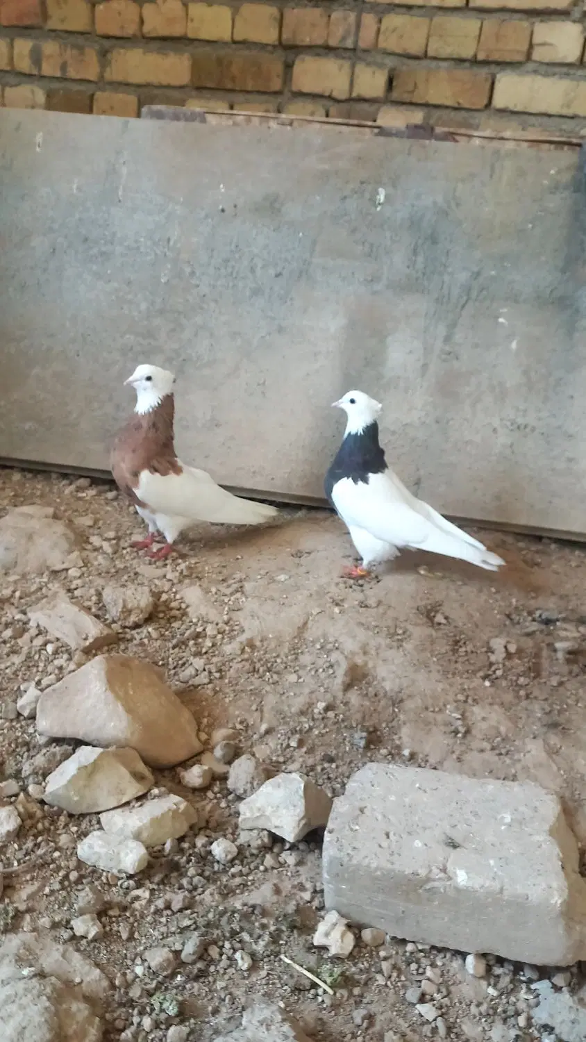 طوقی|پرنده|چگنی, |دیوار