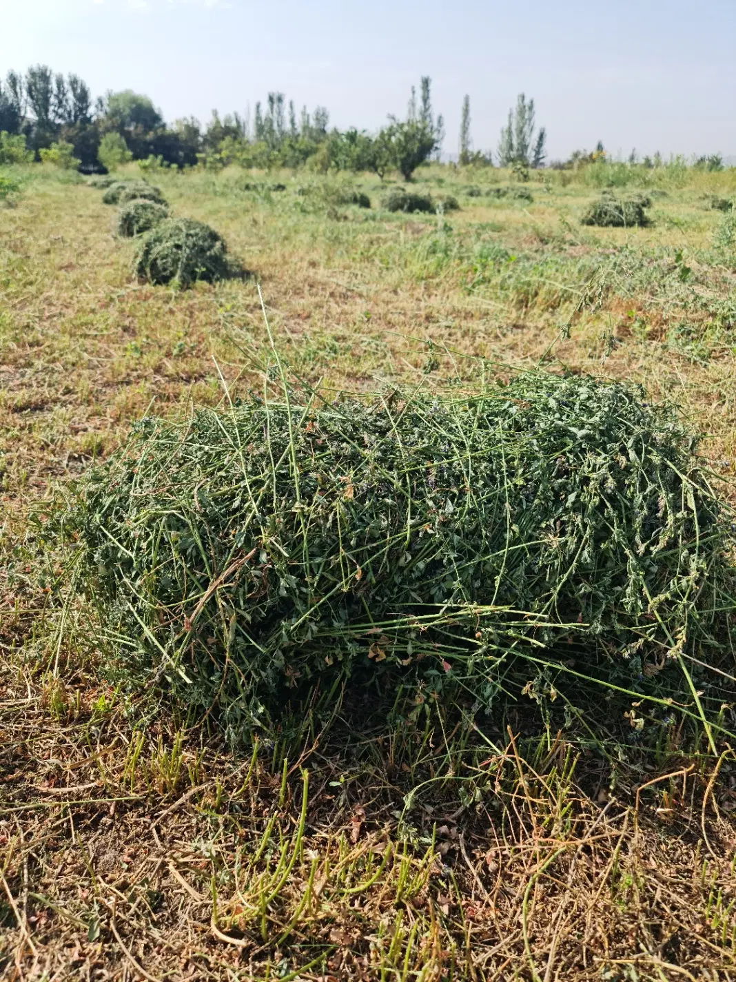 یونجه|لوازم جانبی حیوانات|خوی, |دیوار