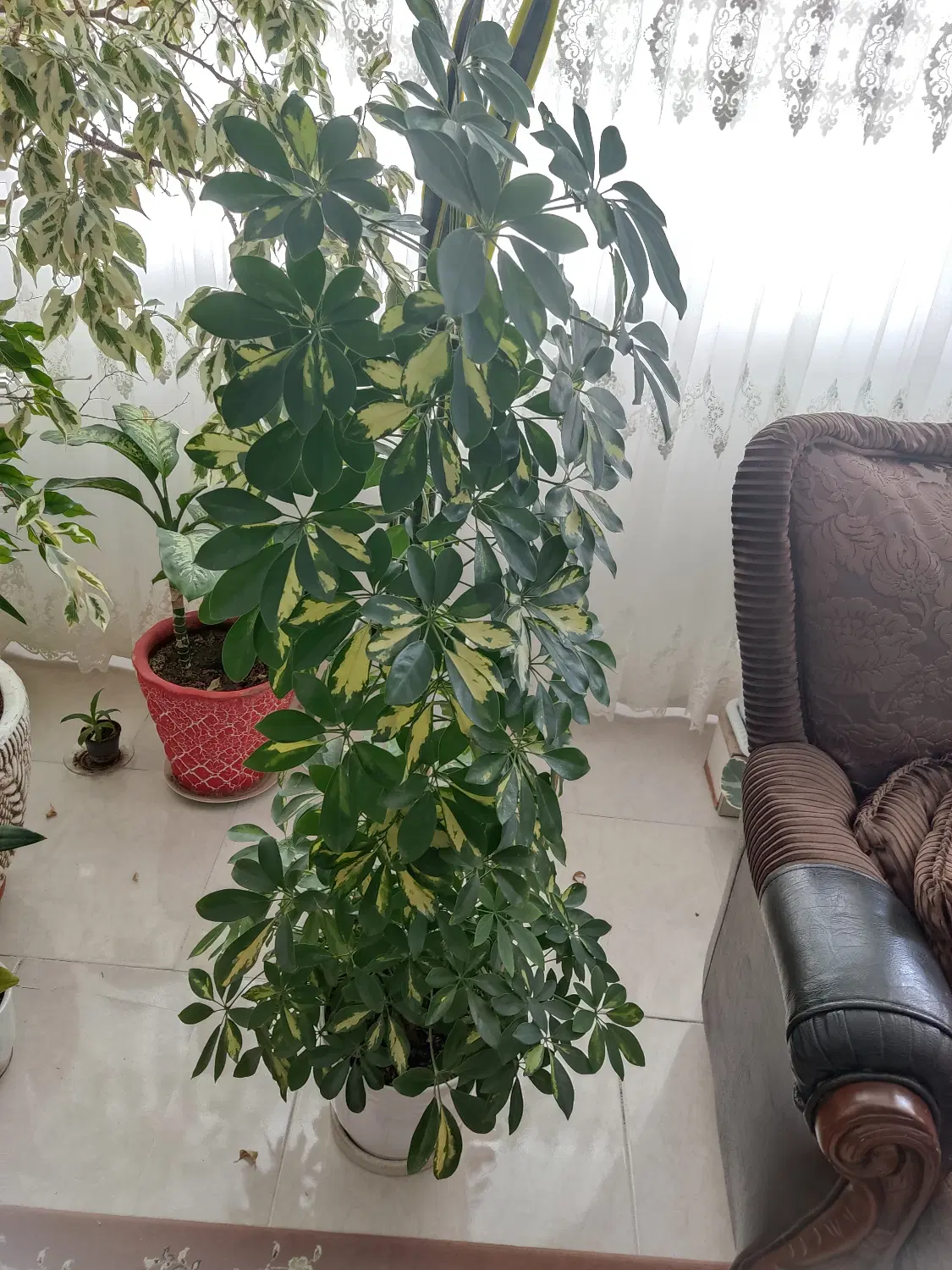 گل شفتلرا|گل و گیاه طبیعی|کرج, باغستان|دیوار