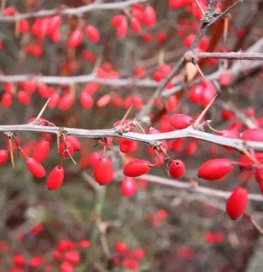 فروش ویژه نهال زرشک پفکی بیدانه عمده خرده|خدمات باغبانی و درختکاری|ساری, |دیوار