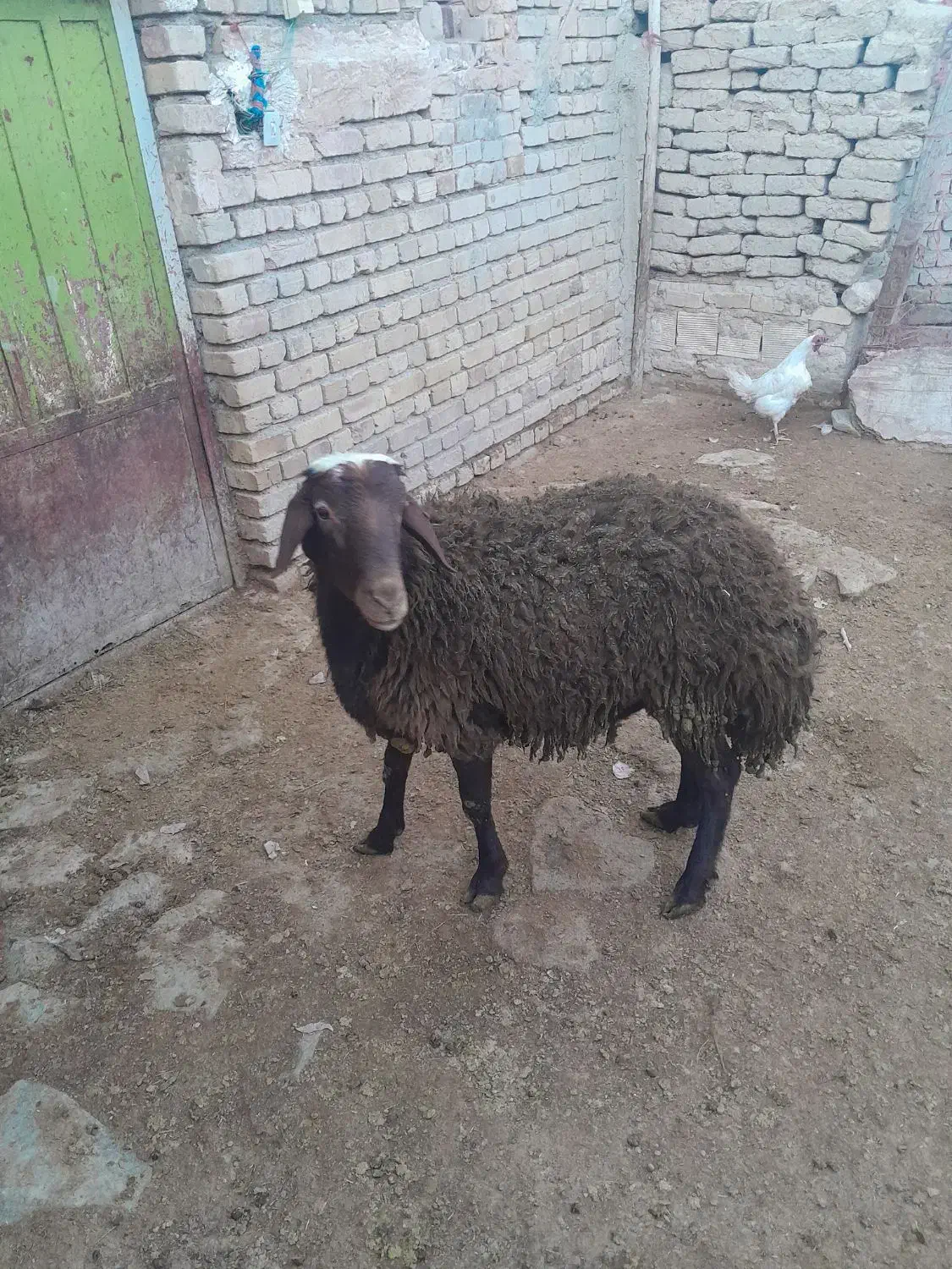 بره نر|حیوانات مزرعه|سردرود, |دیوار