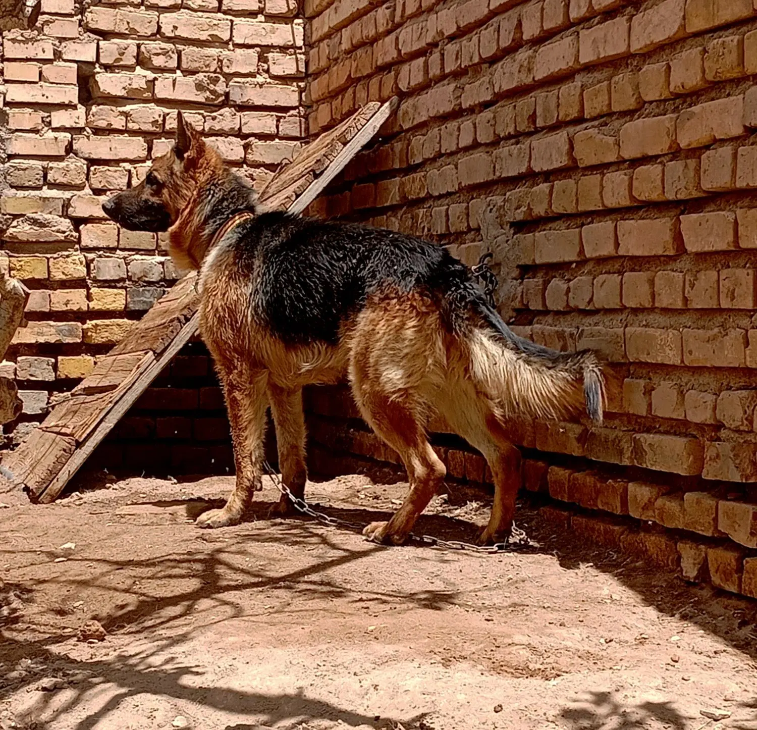 سگ ژرمن|سگ|رفسنجان, |دیوار