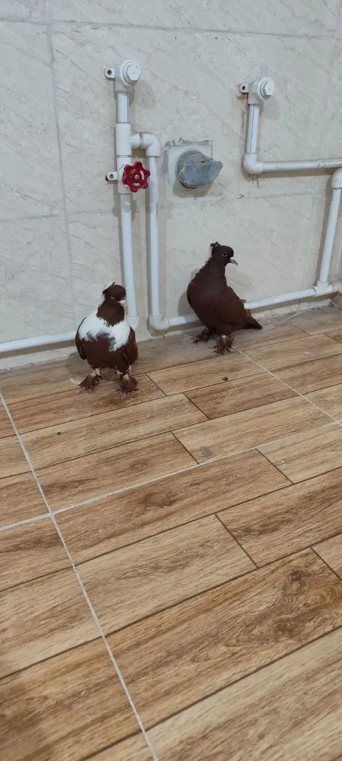 ککلیلی|پرنده|اردبیل, |دیوار