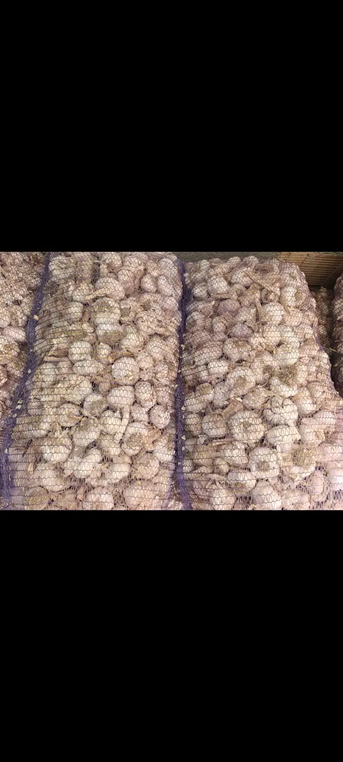 سیر خشک|گل و گیاه طبیعی|پارسآباد, |دیوار