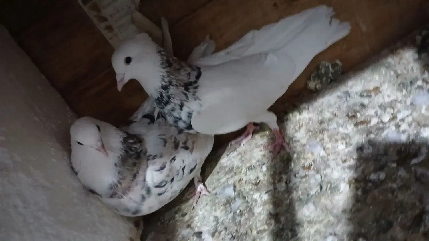 .کبوتر|پرنده|هشتگرد, شهرک وحدت|دیوار