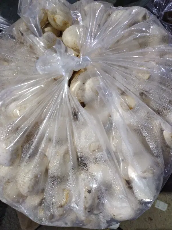 قارچ ۱۵۰|خوردنی و آشامیدنی|بجنورد, |دیوار