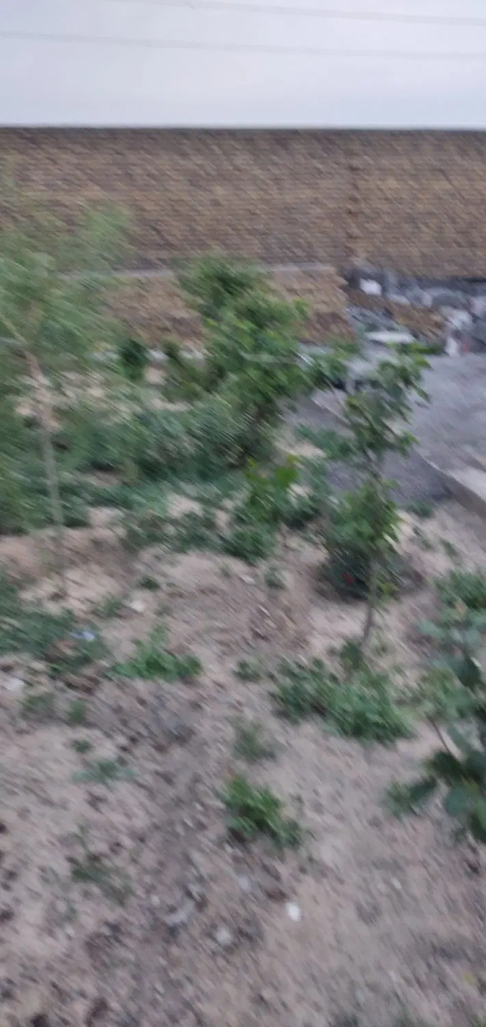 ۱۱۱|خدمات باغبانی و درختکاری|مشهد, ده دی|دیوار