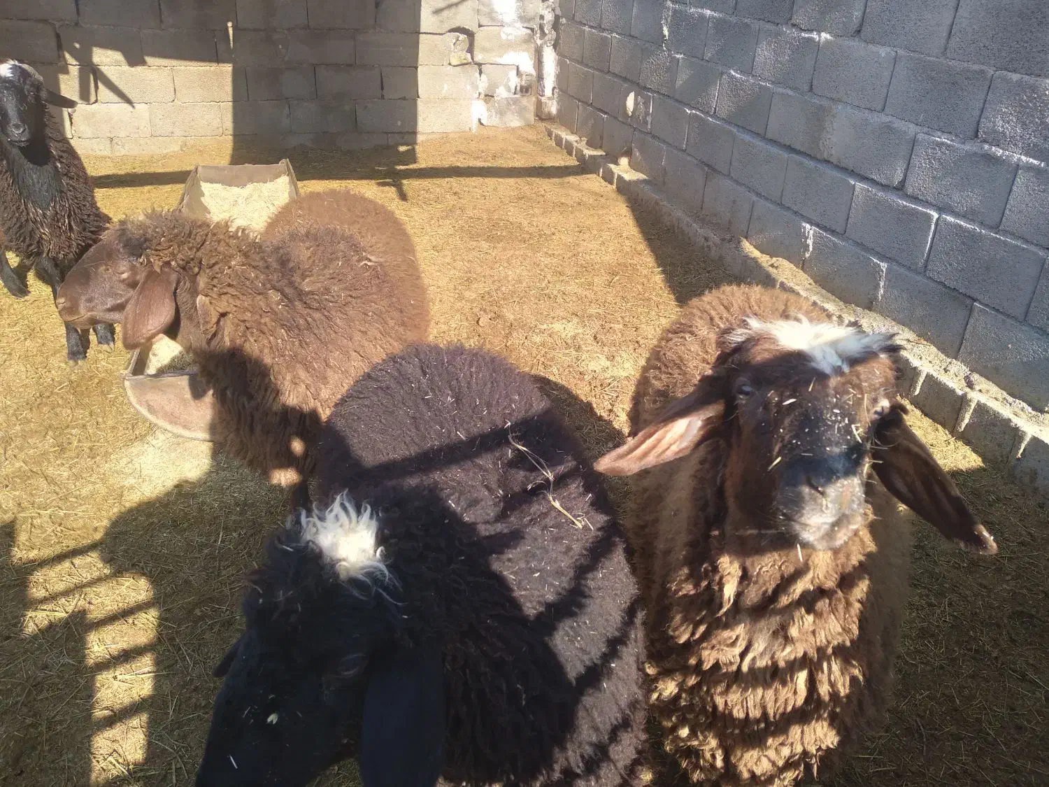 بره|حیوانات مزرعه|قهدریجان, |دیوار