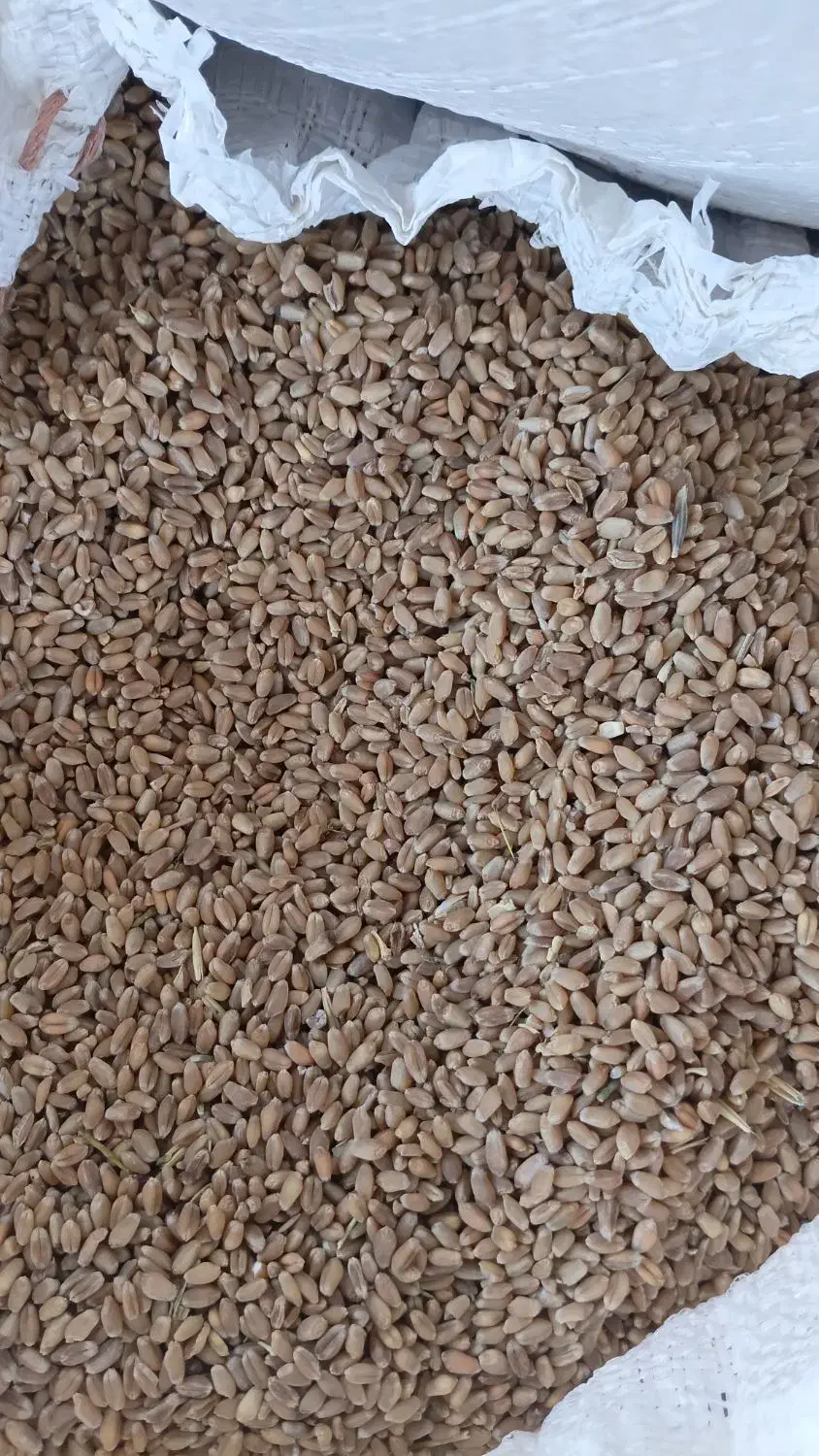 گندم|خدمات باغبانی و درختکاری|عنبرآباد, |دیوار