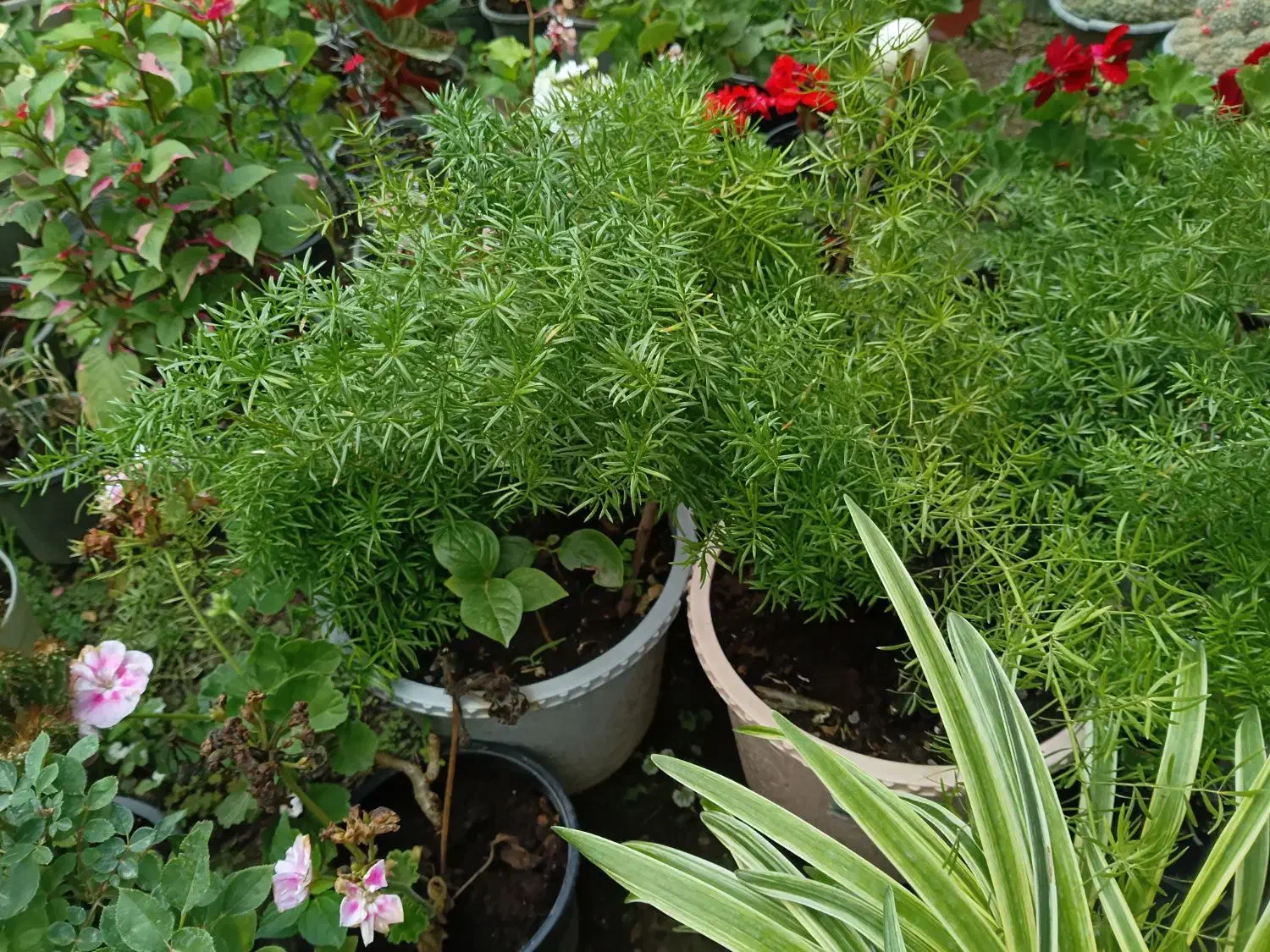طبیعی|گل و گیاه طبیعی|صومعه‌سرا, |دیوار