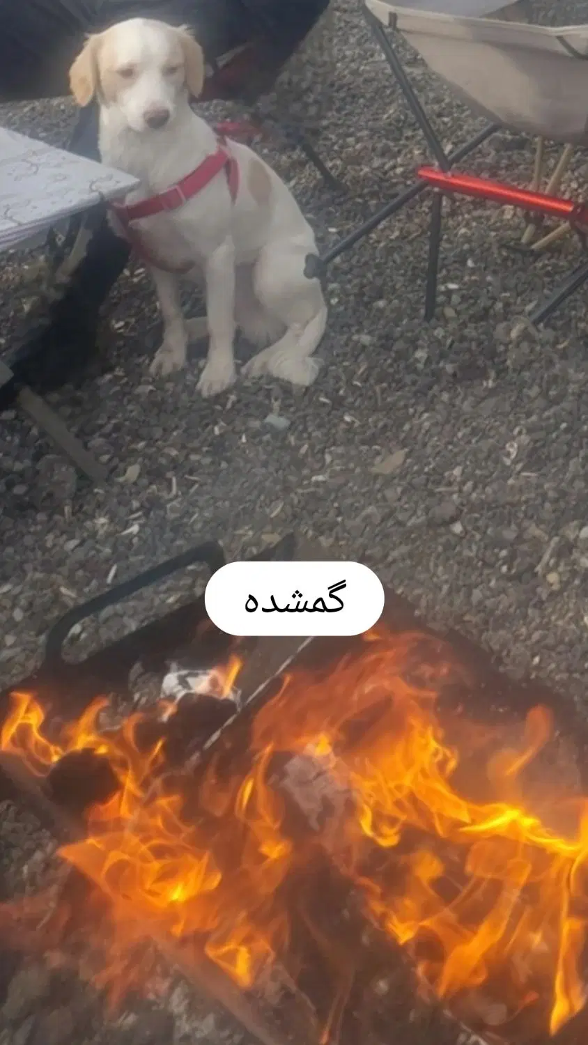 گمشده|حیوانات|گرگان, |دیوار
