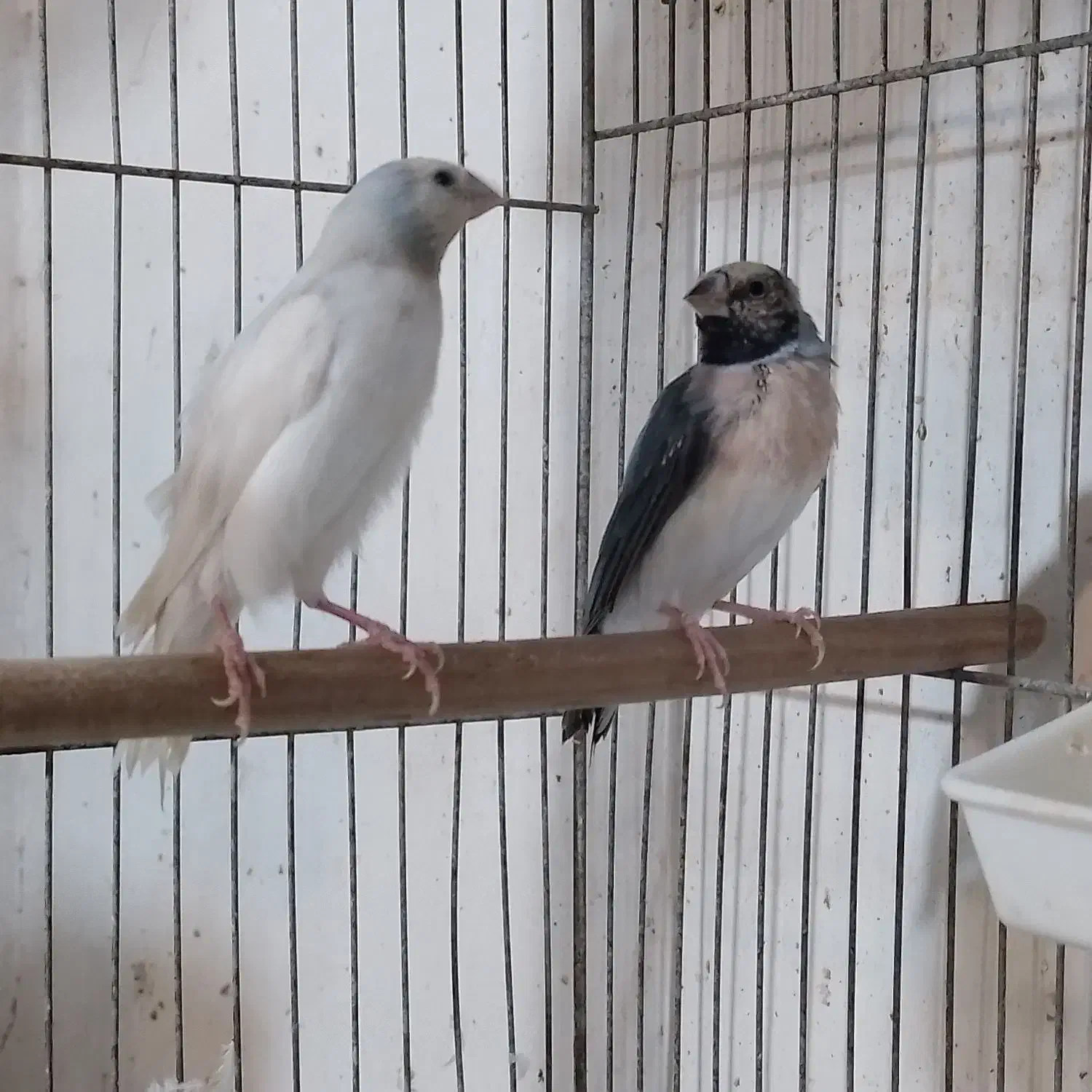 فنچ گلدین|پرنده|رشت, تازه آباد|دیوار