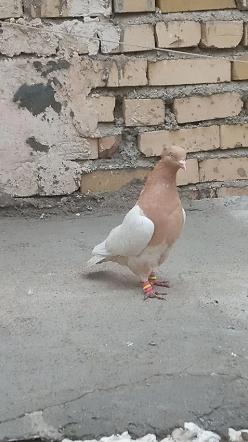 کفتر|پرنده|مشهد, کشف|دیوار