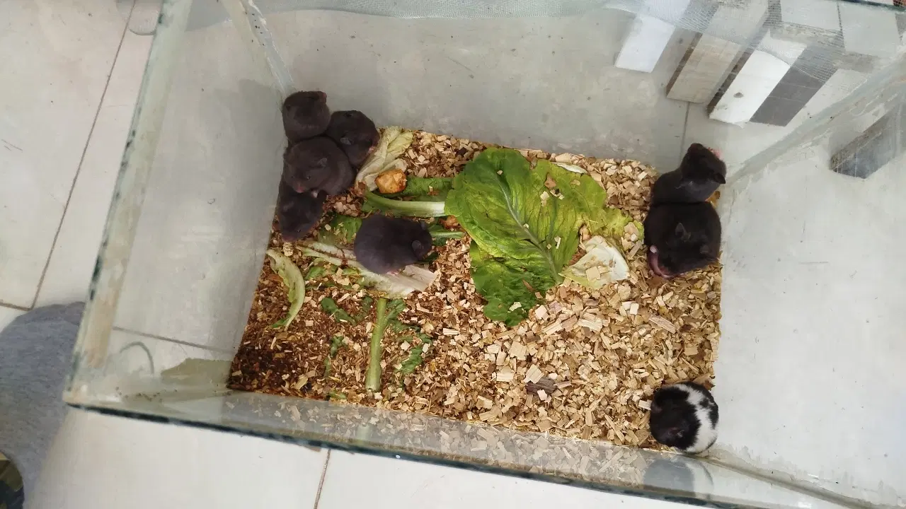 همستر|موش و خرگوش|رفسنجان, |دیوار