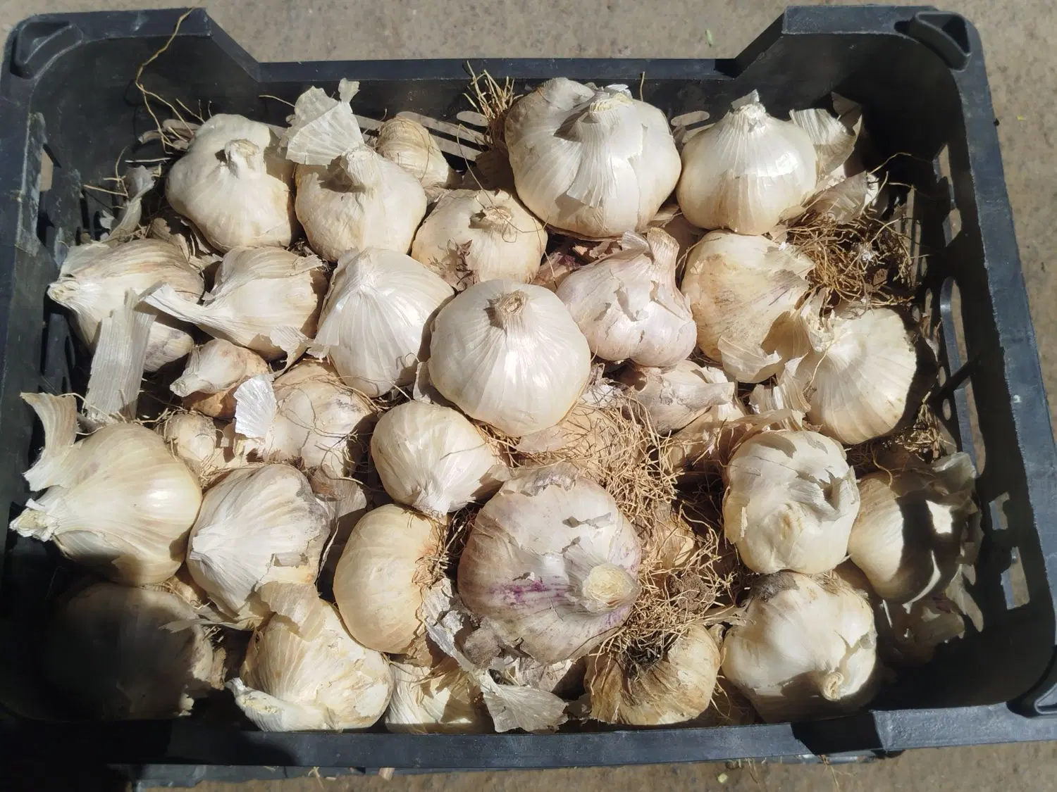 سیر|خوردنی و آشامیدنی|داران, |دیوار