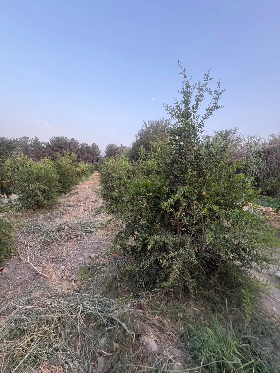 0912-106-18-19|سیم‌کارت|تهران, سنگلج (شاپور)|دیوار