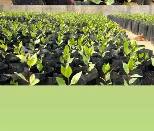 نهال|گل و گیاه طبیعی|یامچی, |دیوار