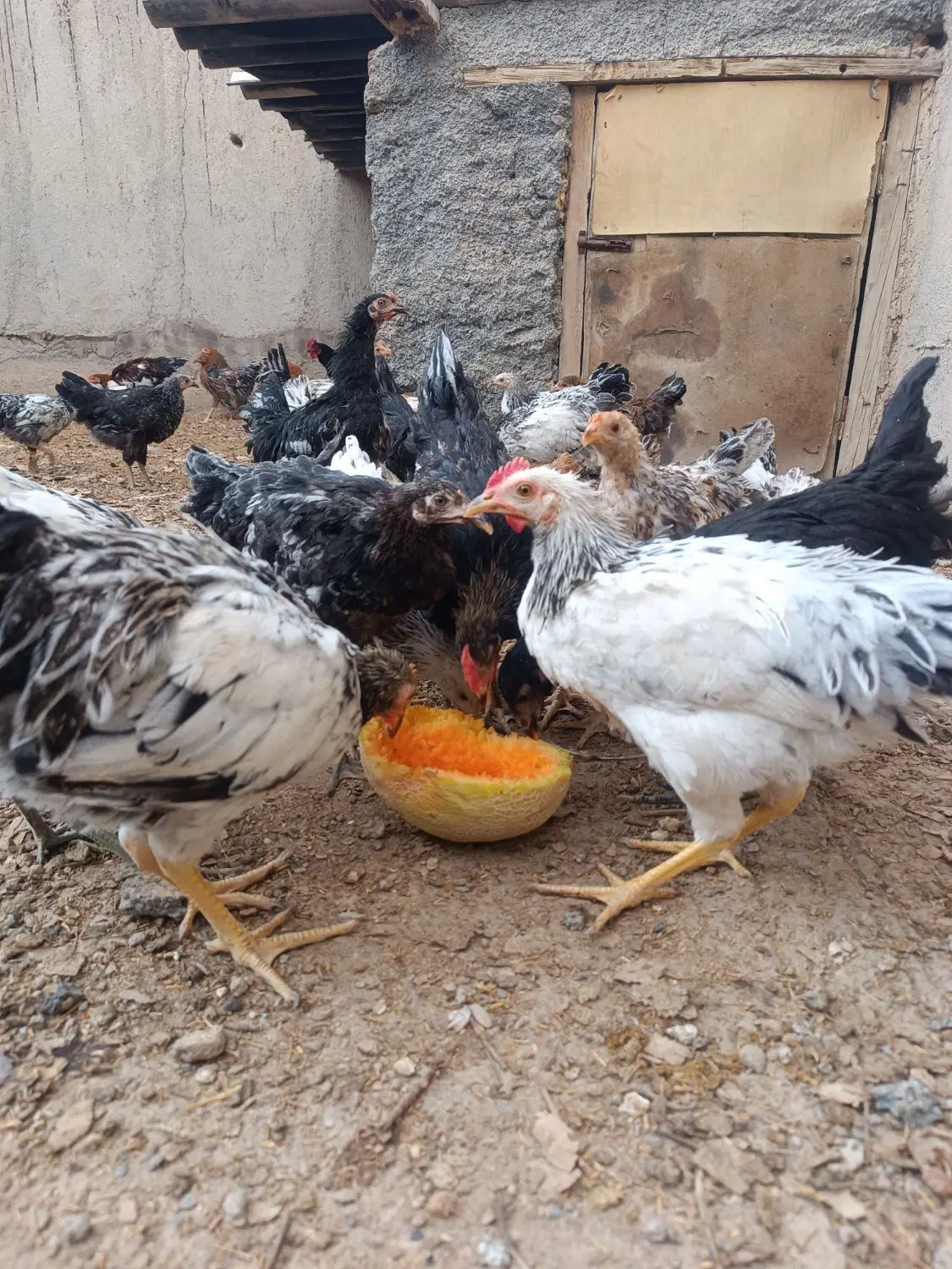 خروس|حیوانات مزرعه|اراک, |دیوار